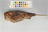 藏品(黃嘴角鴞)的圖片